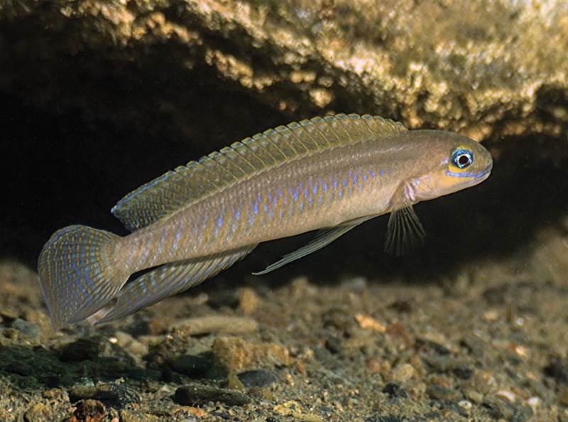 Telmatochromis sp. 'vittatus elongate' Kitoke